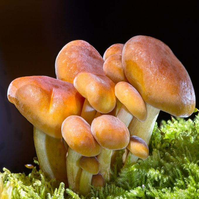 Universal fungi ID