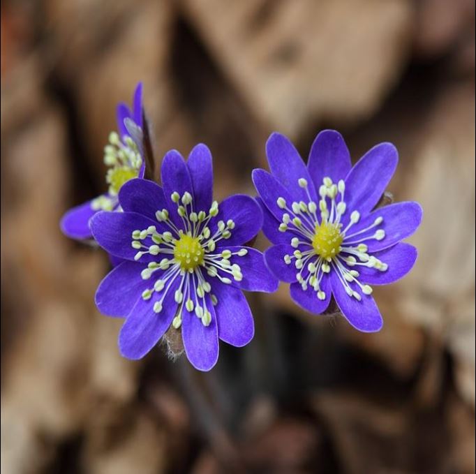 Plant families ID