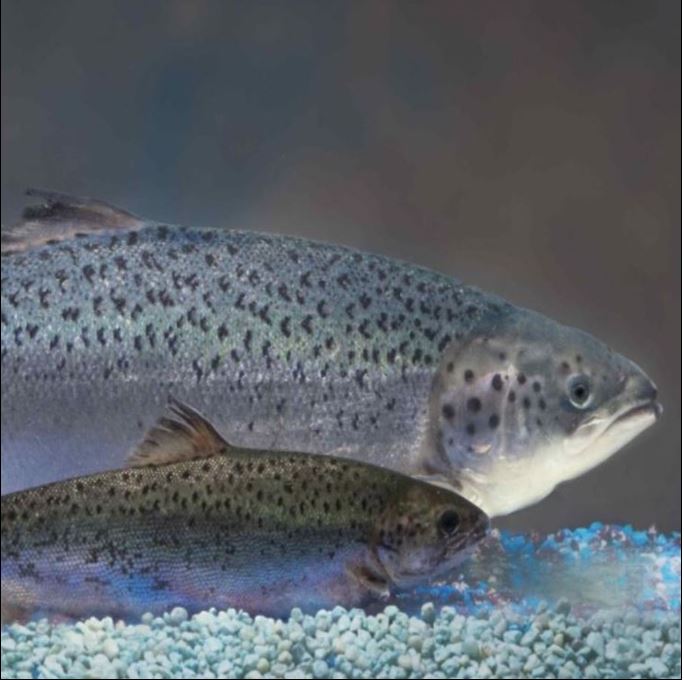 TRANSGENIC SALMON DETECTION KIT